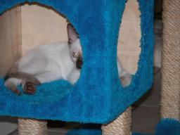 kittens - 071007 28